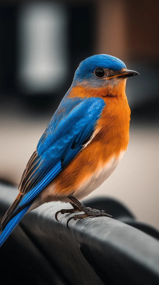 helderblouvoel sit kalm op reling naby portret aflaai