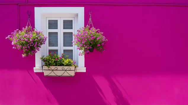 Livfull rosa husvägg med vit fönsterlåda och blommor 2K bakgrund