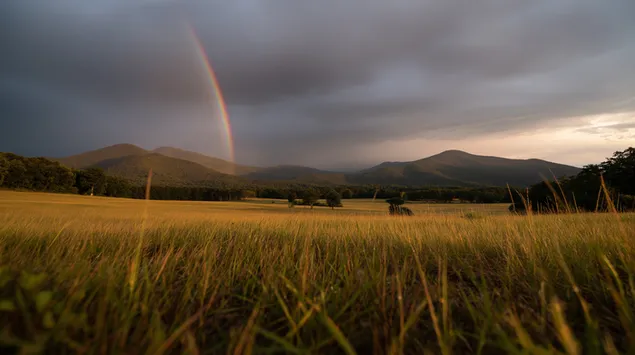 夏季风暴过后，茂盛草地上空出现鲜艳的彩虹 2K 壁纸
