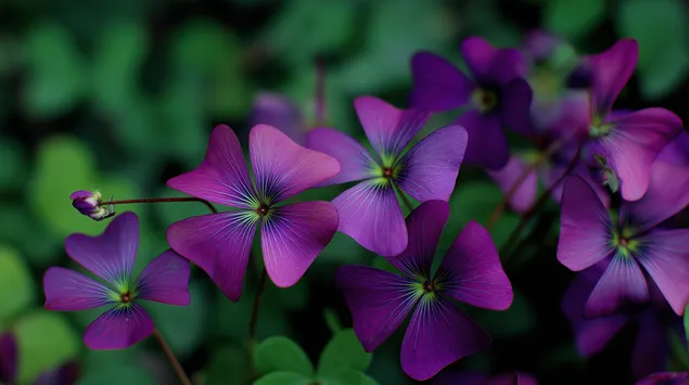 אשכול תלתן יערותי תוסס בסביבה טבעית 2K טפט