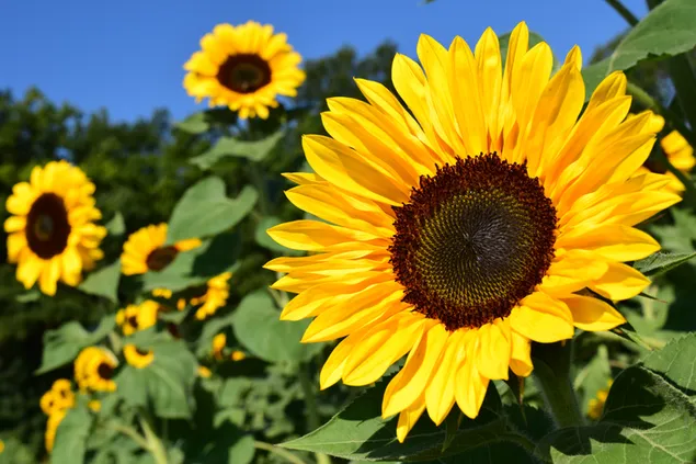 Vibrierendes gelbes Leuchten der Sonnenblume 4K Hintergrundbild