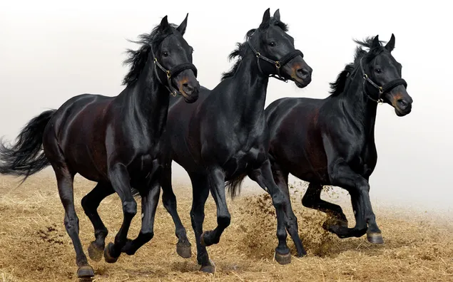 Vier zwarte paarden die vrij rondlopen op het zand in de mist