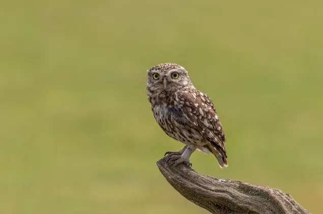 נוף של ינשוף חמוד עומד על ענף עץ מול רקע ירוק מטושטש 4K טפט