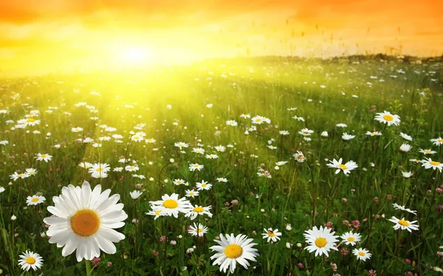 View of daisies in sunlight