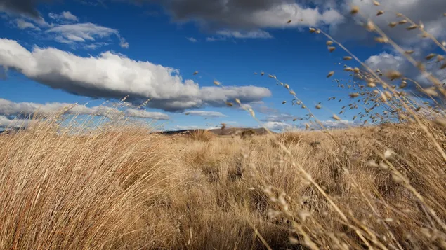 Blick auf das trockene Gras im Sommer HD Hintergrundbild