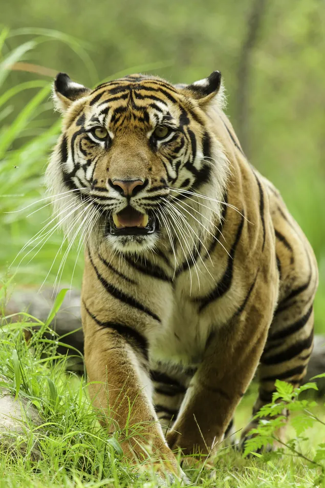 Uitzicht op tijger, prachtig schepsel van de wilde natuur op gras 2K achtergrond