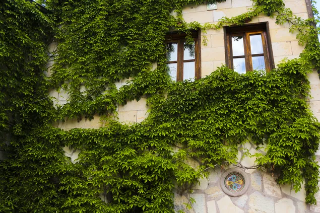 Vines and windows 4K wallpaper