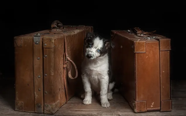 Vintage bagage en een pup