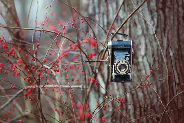Vintage Camera in the branch