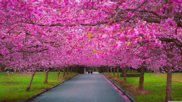 Violette Blumen von Bäumen und grasbewachsener Blumenweg, der mit der Ankunft des Frühlings erwacht