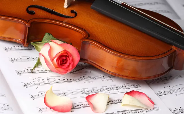 Violin và bông hồng