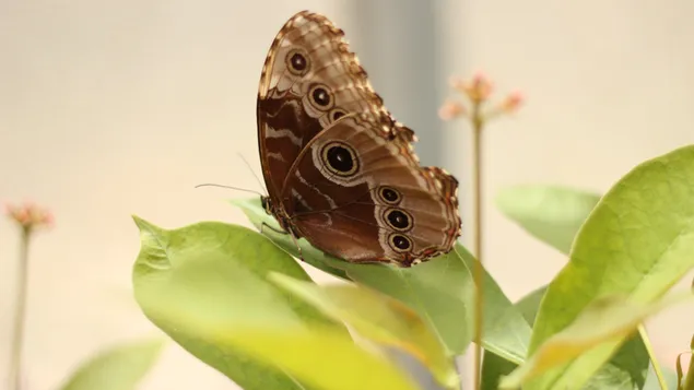 vlinder macro