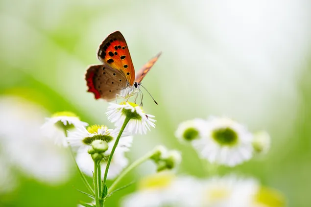 vlinder op bloem download