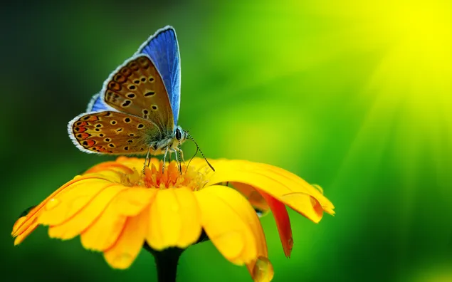 Vlinder op de bloem