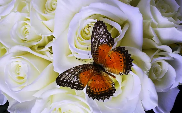 Vlinder op witte rozen download