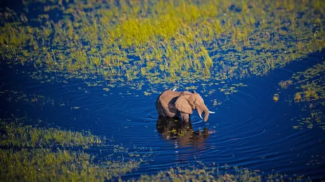 Voi đi dạo trên sông Okavango ở Botswana