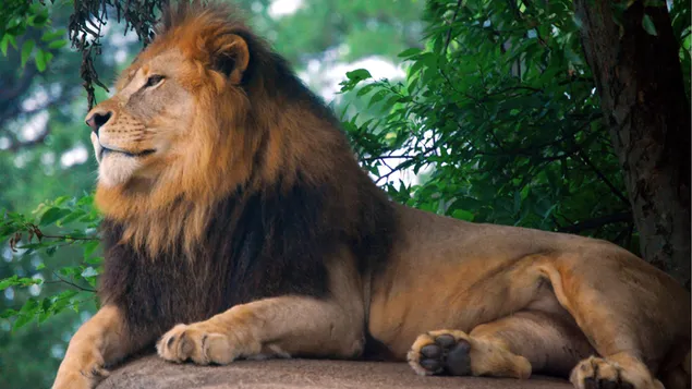 Volwassen mannelijke leeuw