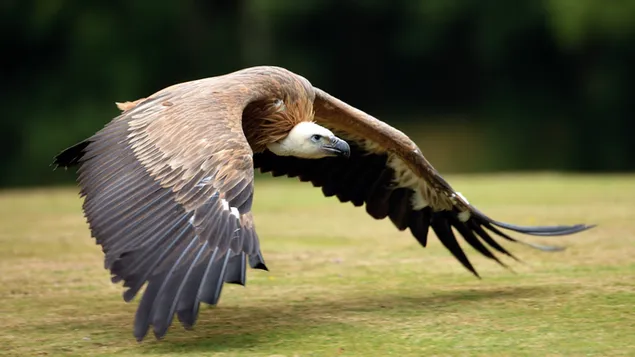Muat turun Burung Vulture