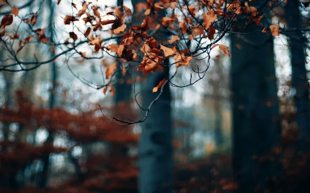 Wald - Blätter im Herbst