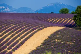 Laluan Berjalan Melalui Taman Lavender 4K kertas dinding