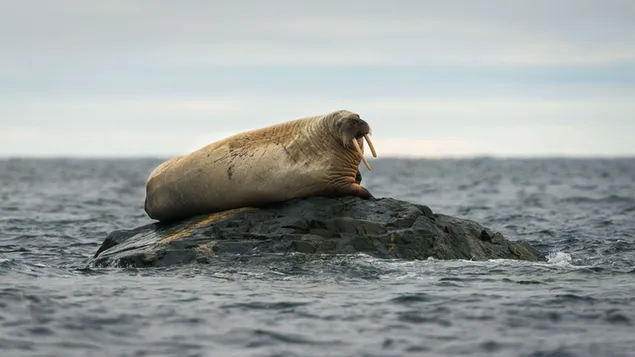 וולרוס על הסלע 4K טפט
