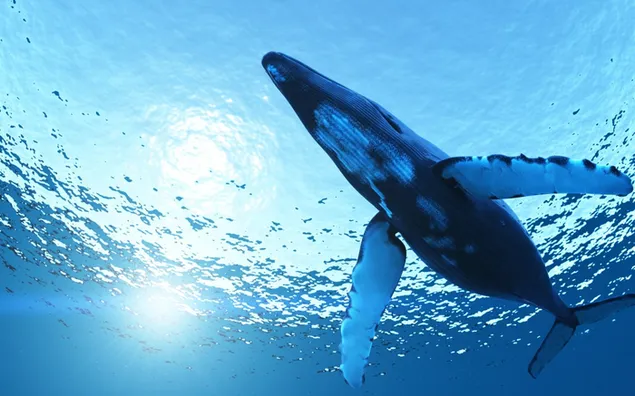 Walvis blauwe zee download