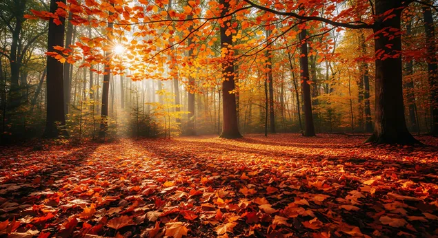 warm sonlig straal deur 'n rustige woud en verlig 'n helder tapyt van oranje en rooi herfsblare vir 'n magiese seisoenale toneel. aflaai