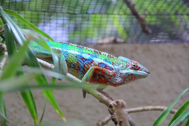 Warna reptil yang luar biasa unduhan