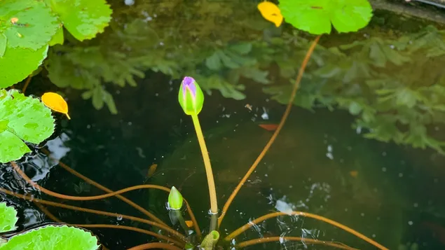 Wasser-Lilly-Blume, die darauf wartet, zu blühen