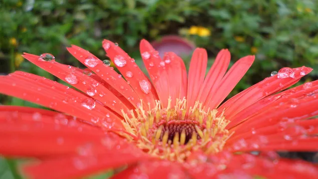 Wassertropfen auf der Blume
