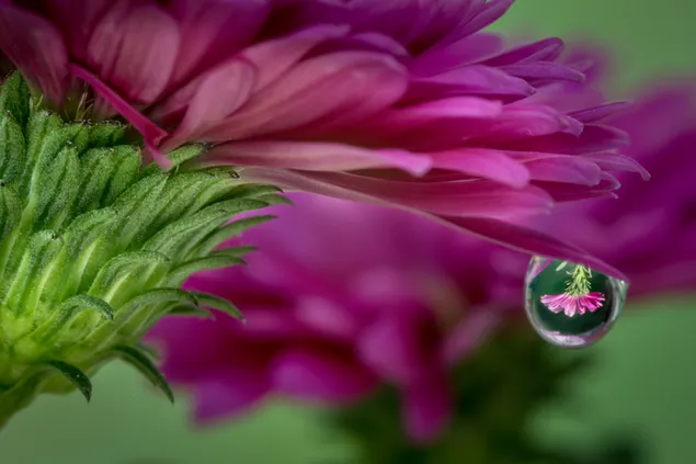 Wassertropfen lila Blume