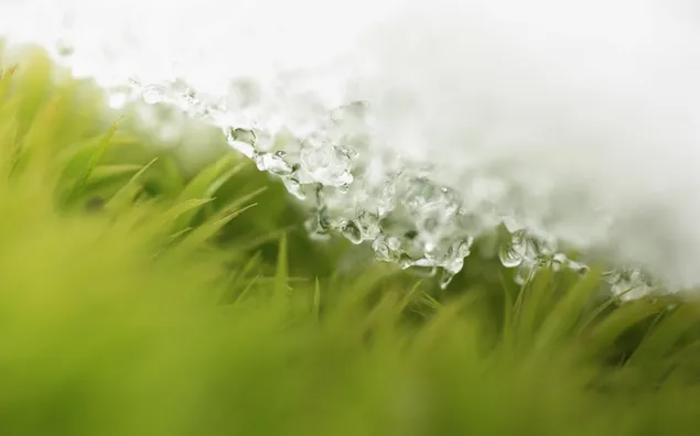 Makroaufnahmen von Wasser und Gras im Frühjahr HD Hintergrundbild