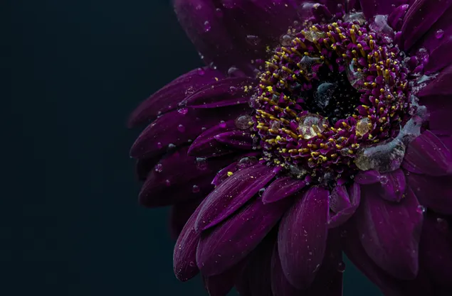 Wassertropfen auf violetten Blättern 4K Hintergrundbild