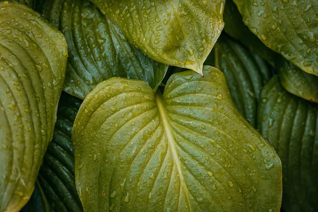 Waterdruppels die over groene bladeren stromen HD achtergrond