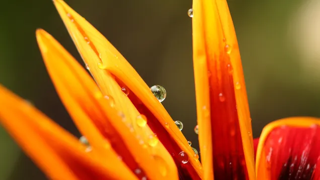 Water drops on the flower