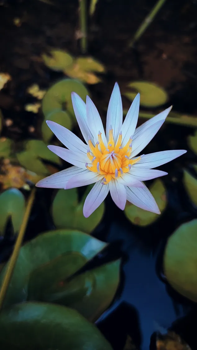 ดอกบัว 2K วอลเปเปอร์