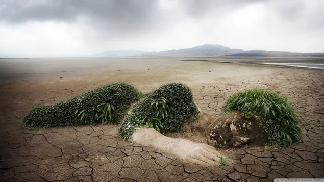 ธีมน้ำพืชการออกแบบของมนุษย์นอนอยู่ในทะเลทรายในหมอก 2K วอลเปเปอร์