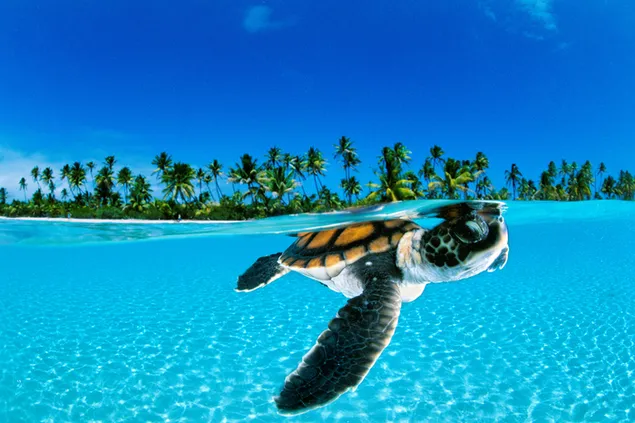 Rùa tắm nước trên bãi biển với những hàng cọ và ngoài trời tận hưởng đại dương