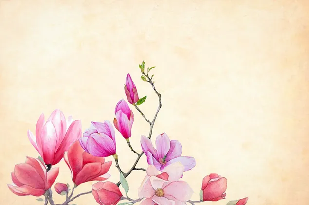 Watercolo painting of Pink Magnolia flower 2K wallpaper
