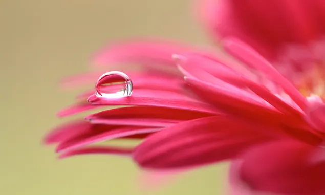 Wassertropfen auf den rosa Blütenblättern 4K Hintergrundbild