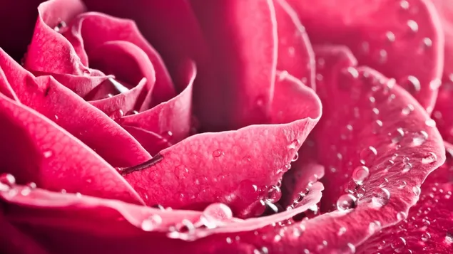 Waterdrop rose close up