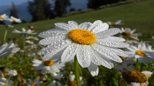 Wassertropfen auf der Gänseblümchenblume 2K Hintergrundbild