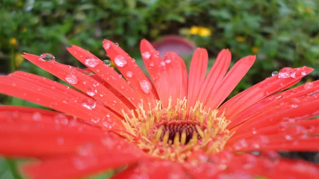 Wassertropfen auf der Blume 2K Hintergrundbild