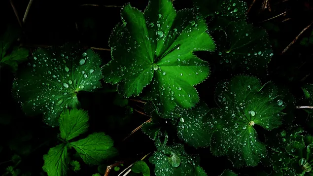 Waterdrops on the green leaves 2K wallpaper