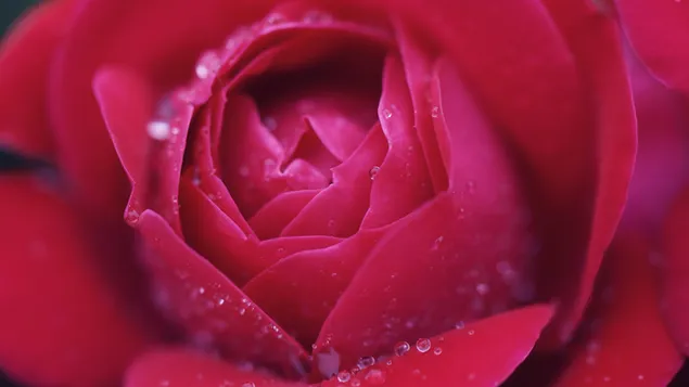 Wassertropfen auf der roten Rose