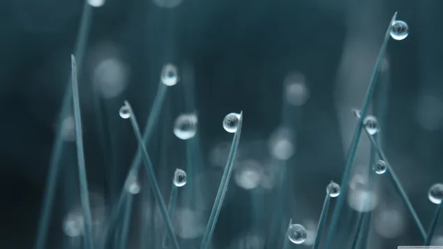 Waterdruppel en blad download