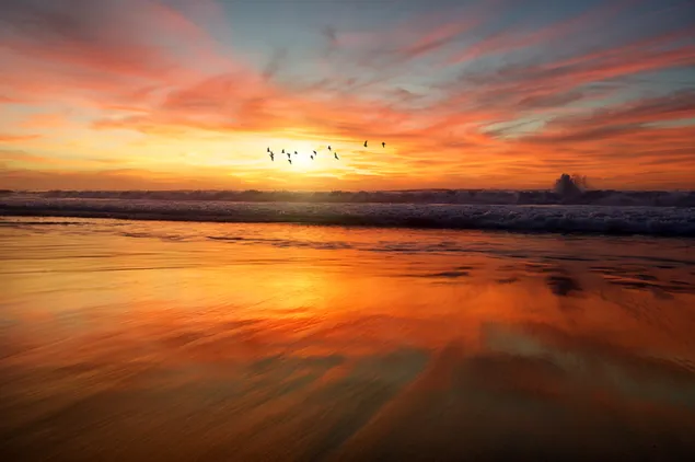 波、飛んでいる鳥、夕日の景色 ダウンロード