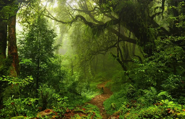 Weg im wilden grünen Wald