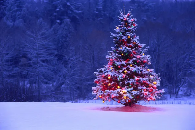 Weihnachtsbaum und Wald
