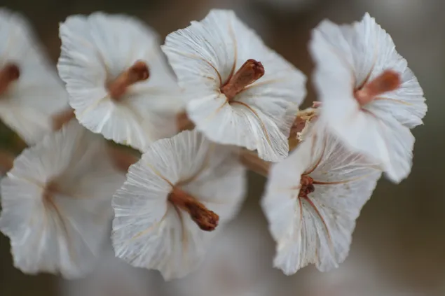 Weiße Astragalusblüte